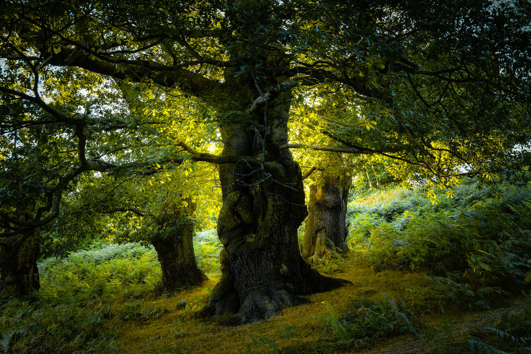 Old oak tree by zavas on DeviantArt