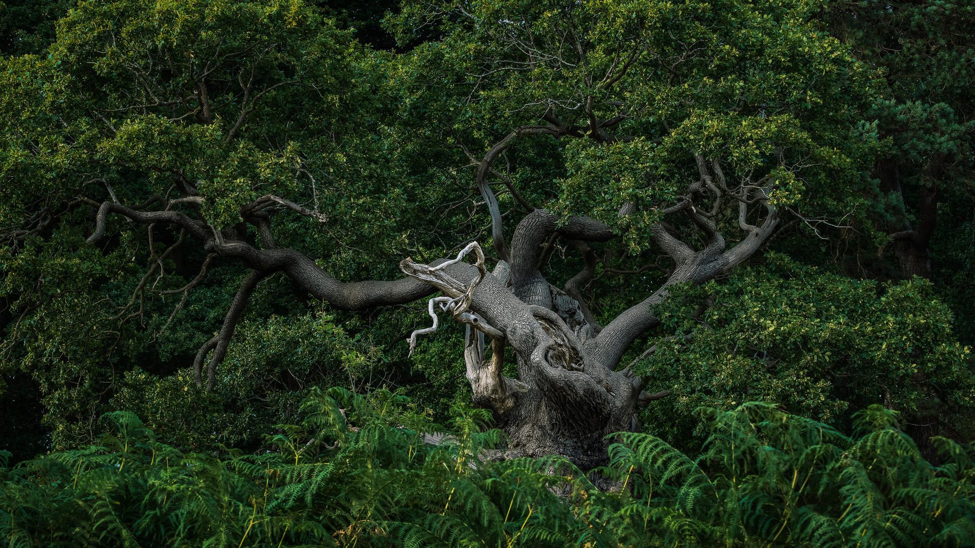 old oak tree by zavas on DeviantArt