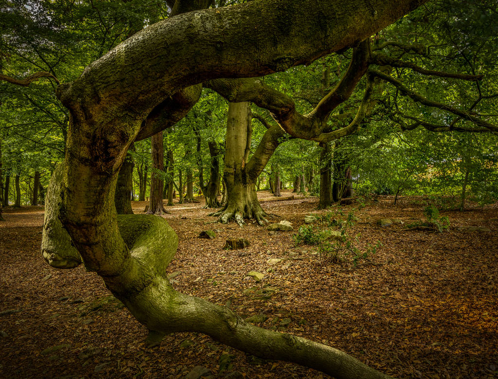 trees by zavas on DeviantArt