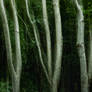 trees in motion