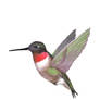 Good Luck Hummingbird