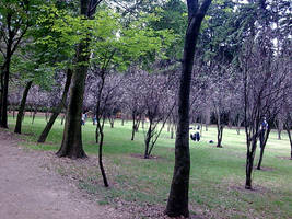 viveros arboles en flor