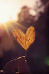 Autumn love by emzofc