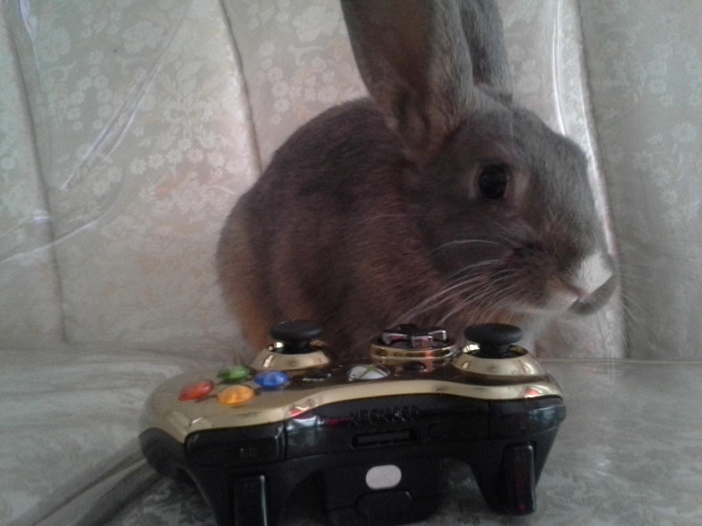 Xbox Gamerpic Rabbit Gaming Bunny by WolvesRockTheHouseXD on DeviantArt