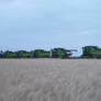 kansas wheat harvest