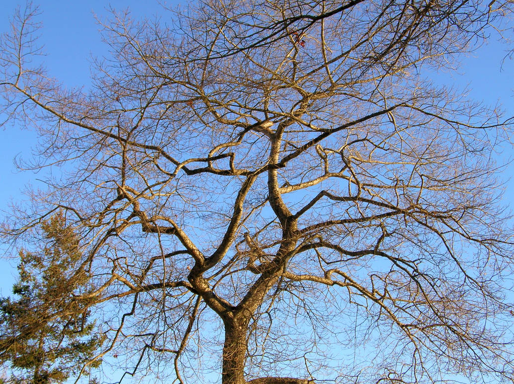the elbow tree by punkpainterchic on DeviantArt