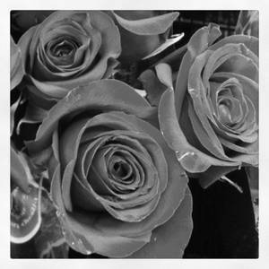 Roses, my love...