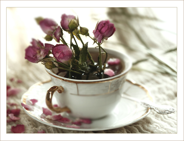 tea-rose