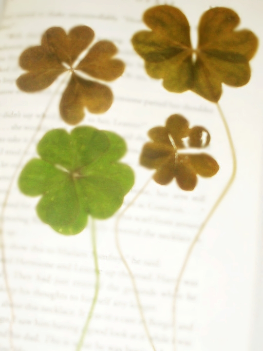 1st 4 4-leaf Clovers