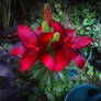 Red Lilies