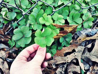 First 4-leaf Clover From The New Year