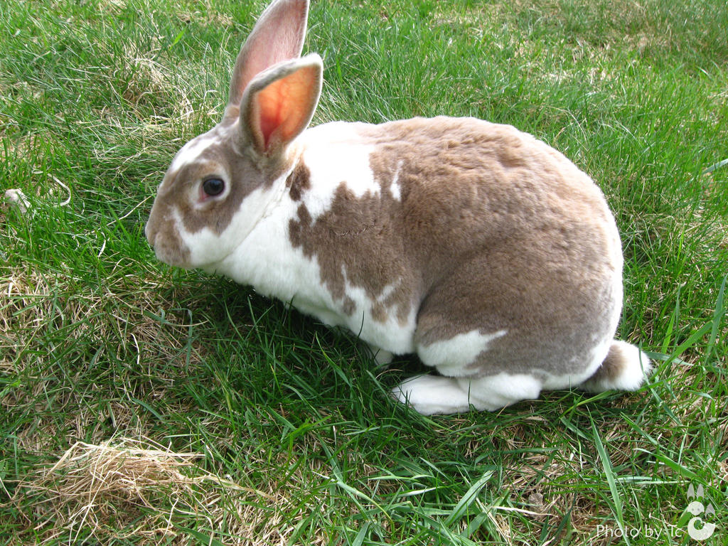 Texi Rabbit Taxi: Rabbit looking at me by Rejitsu on DeviantArt