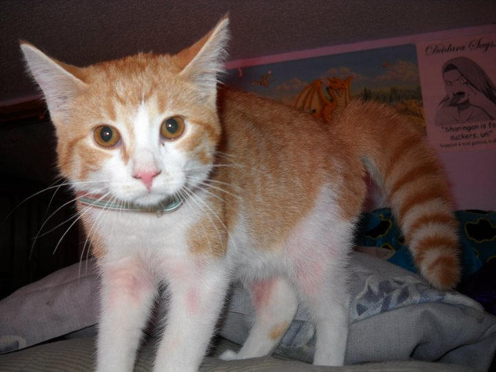 Cat: Spooked by Rejitsu on DeviantArt