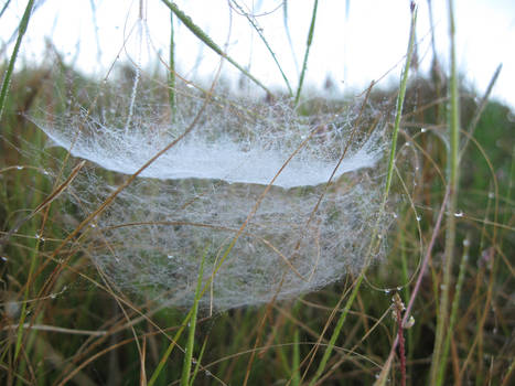 Spider Web Hammock