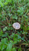 Tiny brown mushroom 1