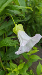 White and pink morning glory