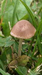 Cute brown mushroom