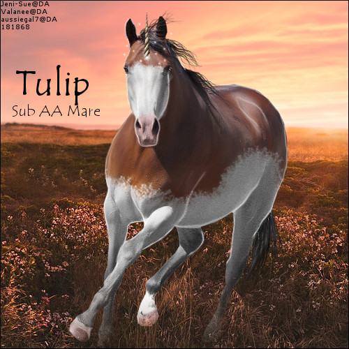 Tulip