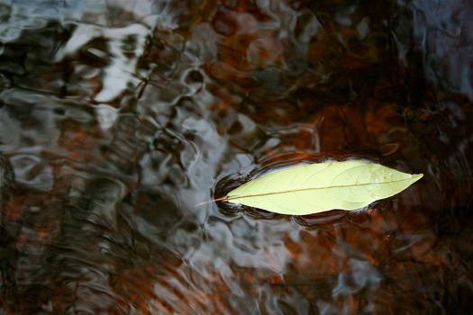 Leaf in the Water