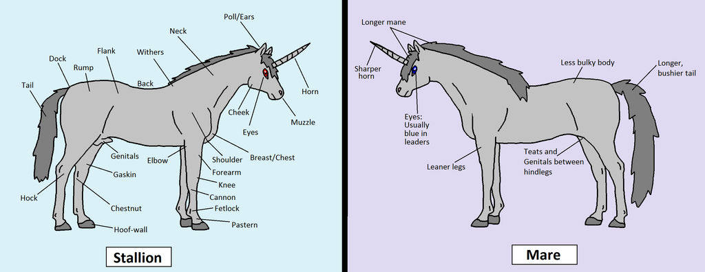 Physiology of a Pleadra