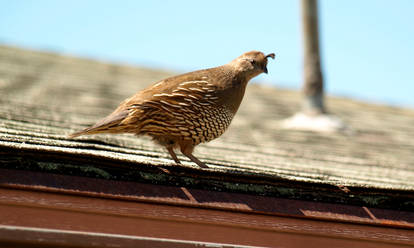 Mom Quail