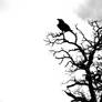 Crow