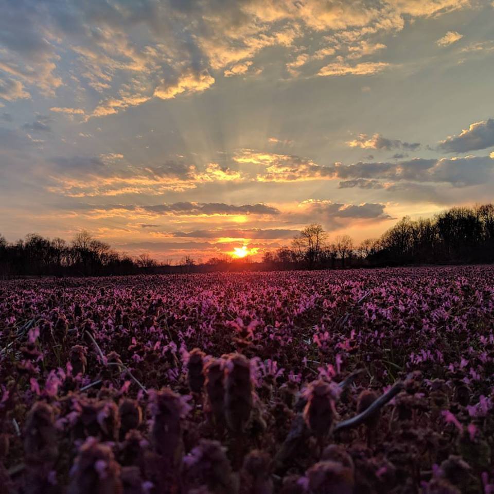 The Clover Field