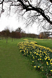 Those Daffs again