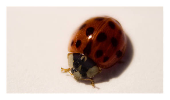 Ladybird