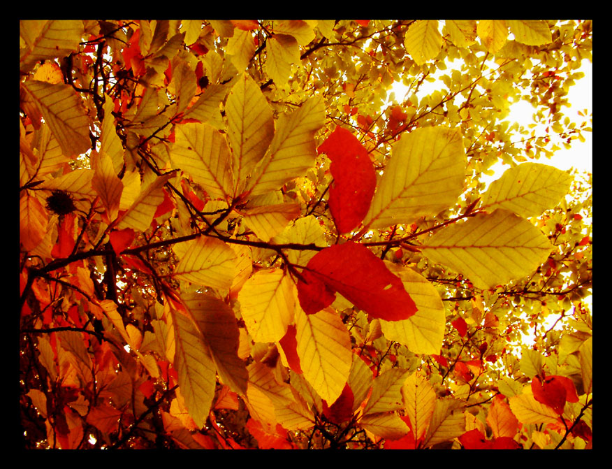 The leaves of autumn.