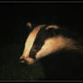 badger