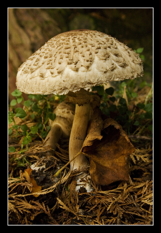 Autumn's mushroom