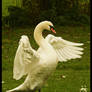 Swan