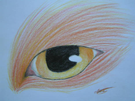 The Eye Of The Fox