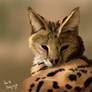 Serval