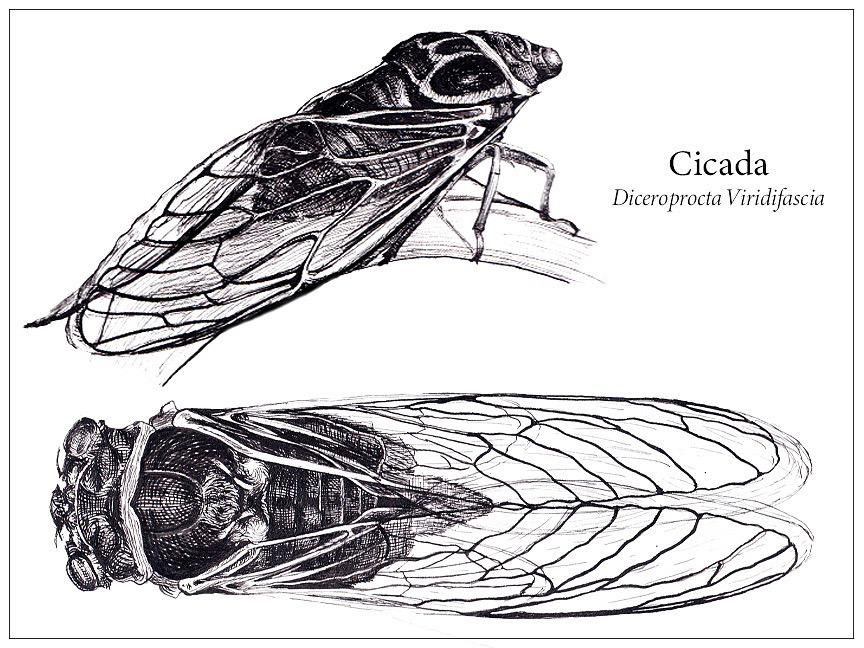 Insect Science Drawing Insect Scientific Drawing
