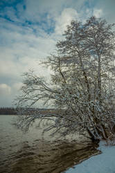 frozen tree