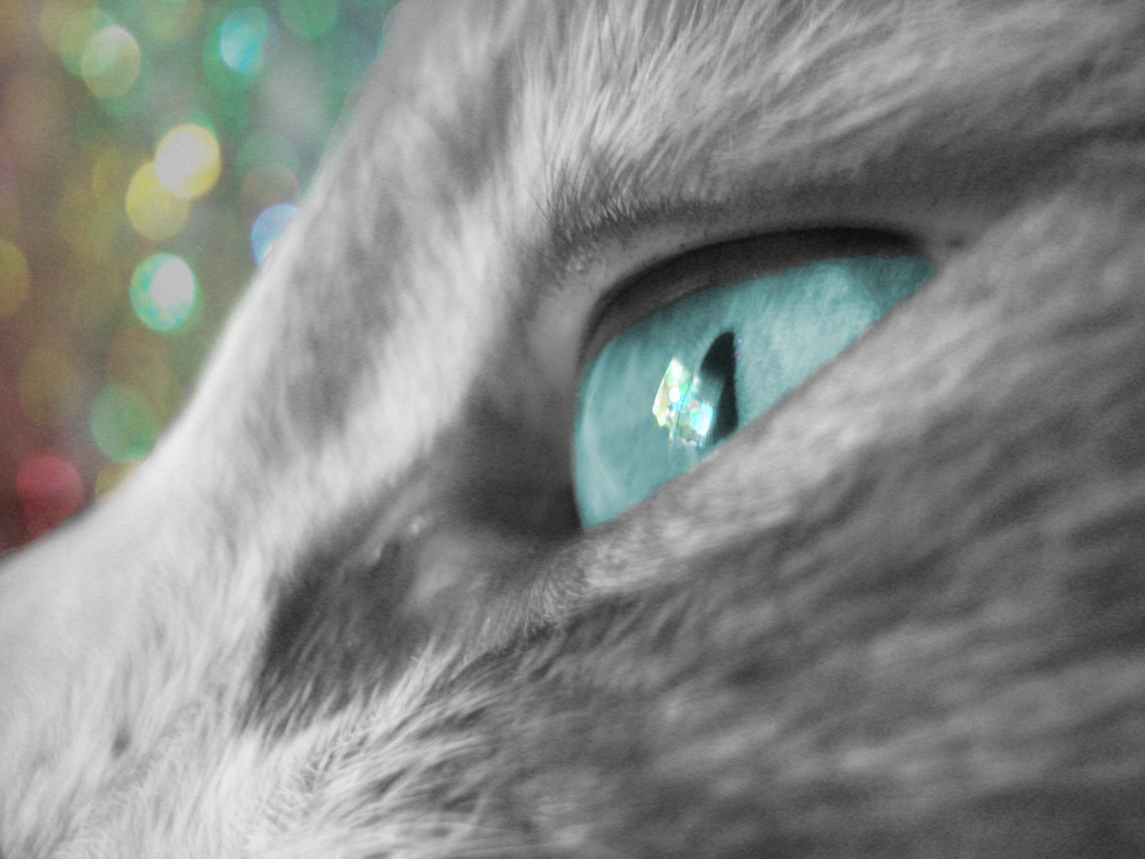 eye of a cat