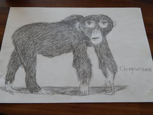 Chimpanzee