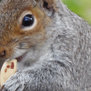 Animated Squirrel Eating a Nut