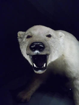 Polar Bear