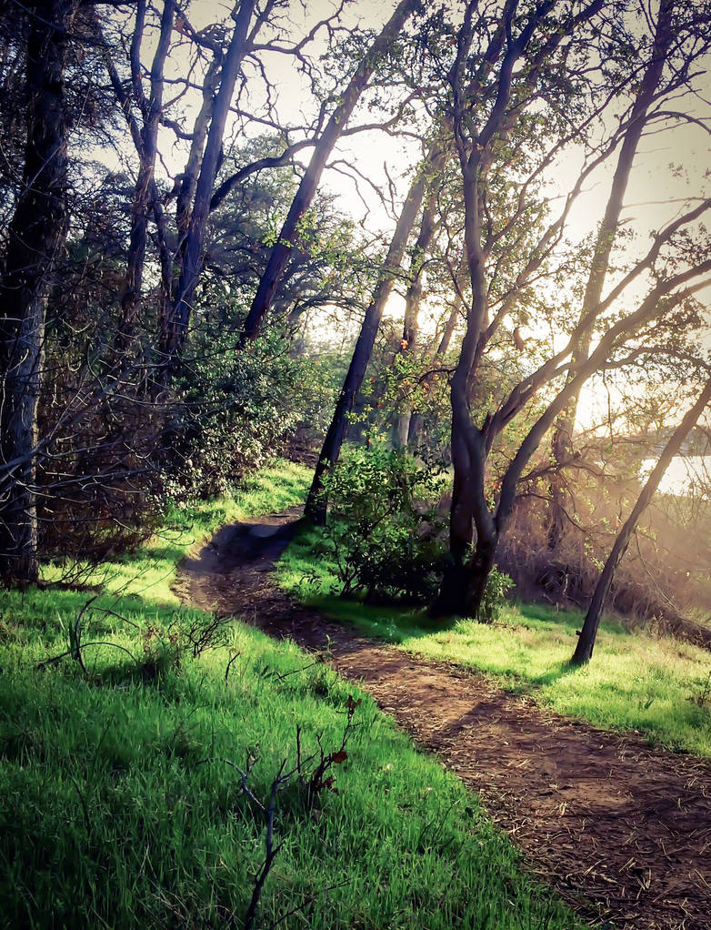 A path less taken by HomelessBrony on DeviantArt