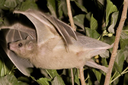 Egyptian fruit bat