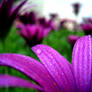 Purple Dew
