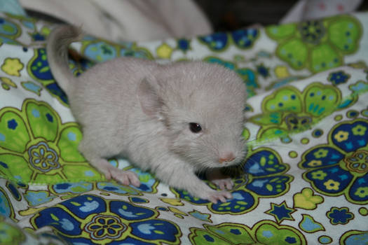 chinchillas baby