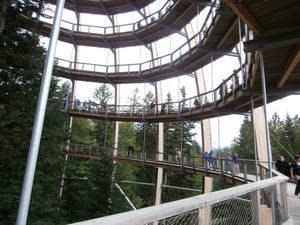 Top Tree walk, Germany, Neuschenau