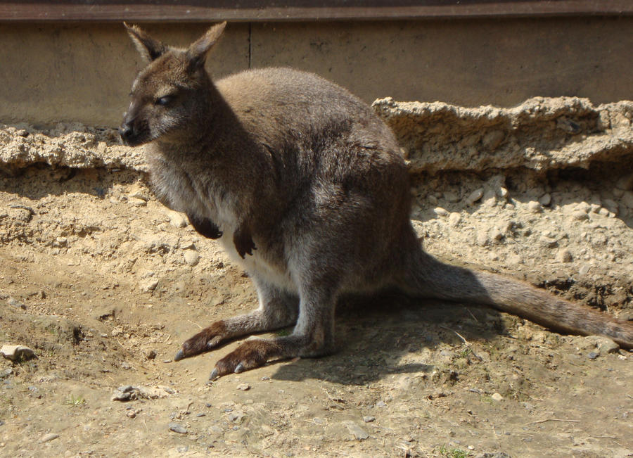 stock kangeroo