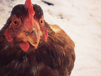 No spring chicken, its winter