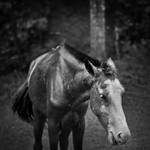 Equus ferus caballus by Mords