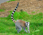 Ring Tailed Lemur by Soul-Reader